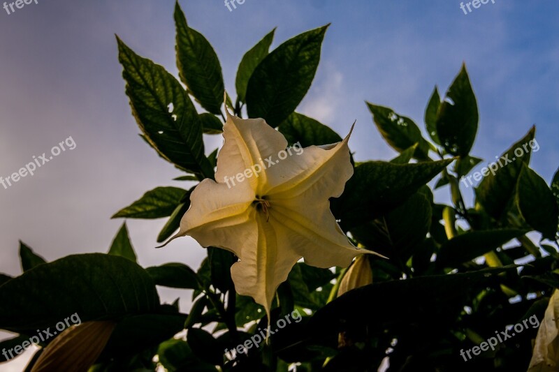 Angel Trumpet Flower Evening Light Blossom Bloom