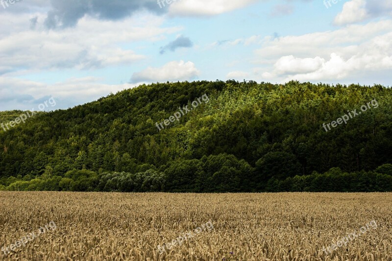 Wheat Field Summer Germany Landscape Nature