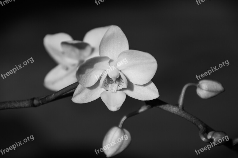 Orchid Blossom Bloom Flower Plant