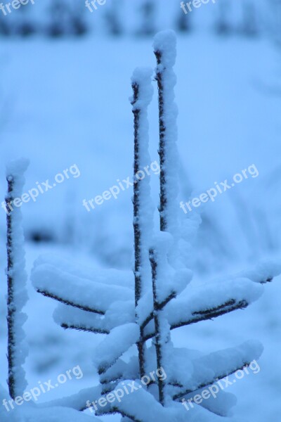 Snow Tree Winter Cold Nature