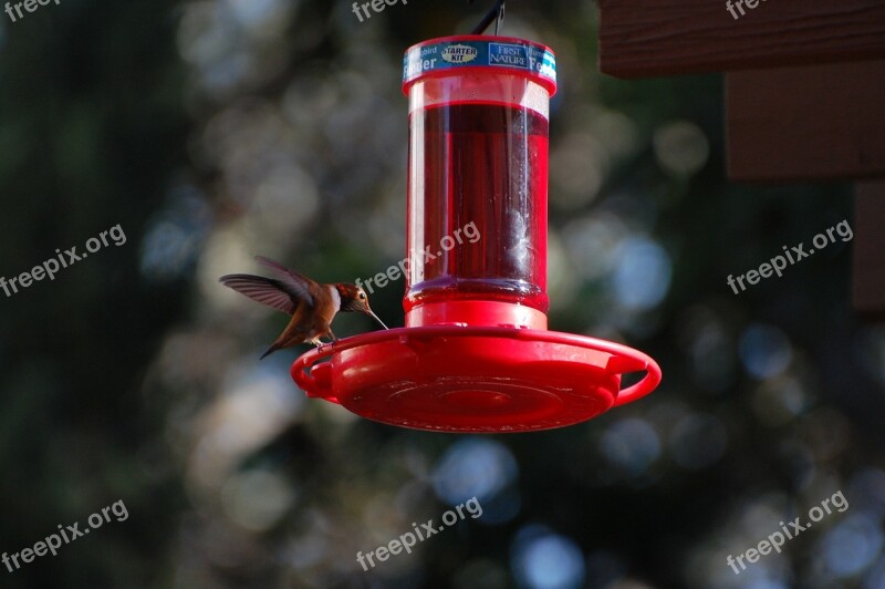 Hummingbird Nectar Nature Wing Hover