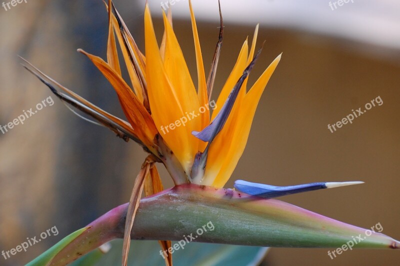 Bird Of Paradise Flower Orange Tropical Plant