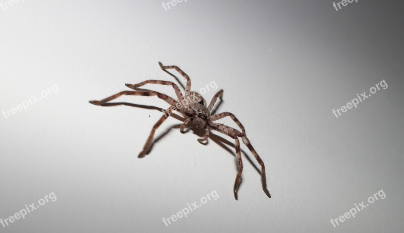 Spider Arachnid Huntsman Free Photos