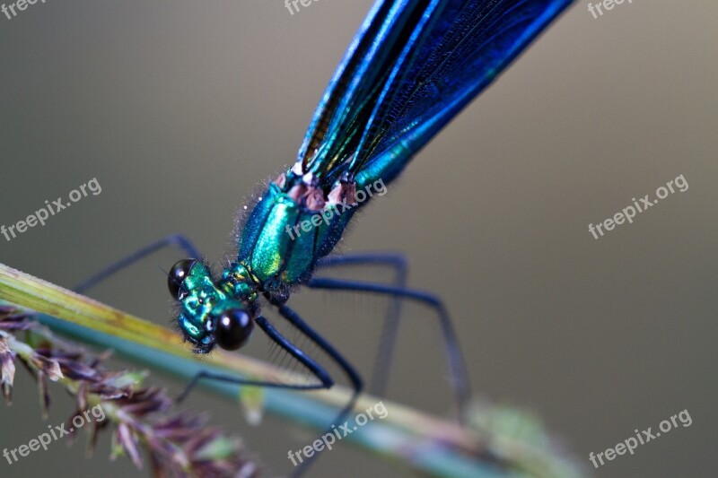 Virgin Insect Blue Beautiful Color