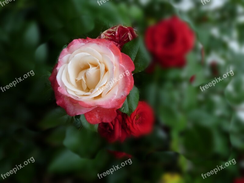 Rose Flower Rose Bloom Plant White