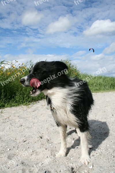 Border Colly Dog Beach Sand Beach Fun