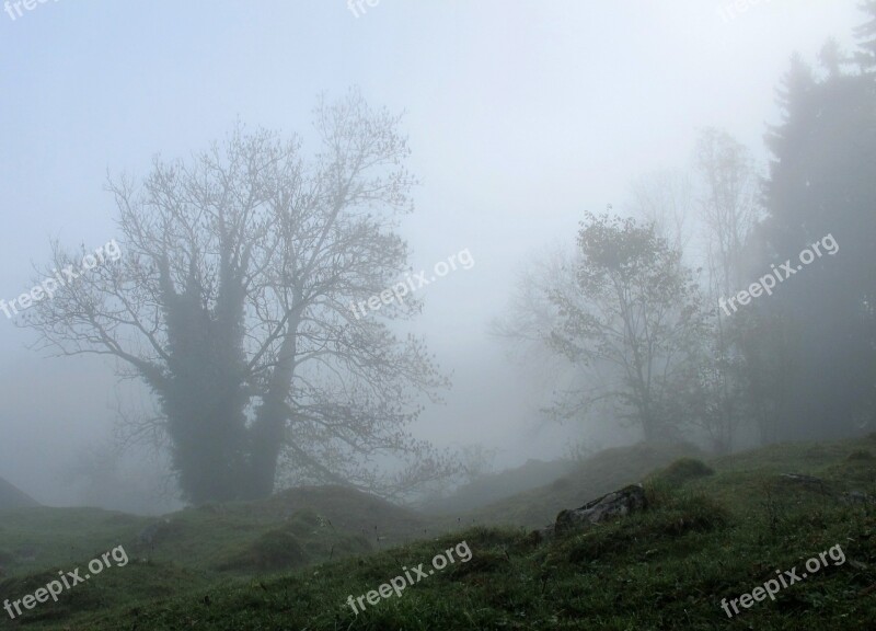 Trees Mystical Fog Autumn Foggy