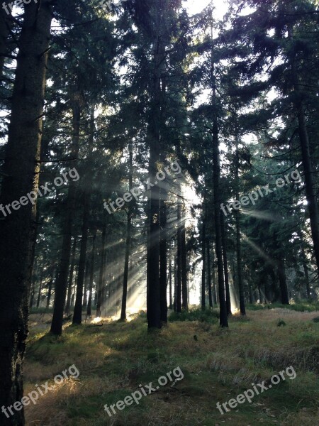 Forest Twilight Rays Autumn Sun