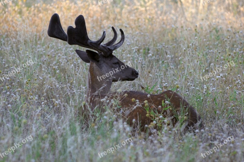 Stag Deer Animal Wildlife Nature