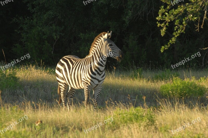 Zebra Animal Wildlife Nature Africa