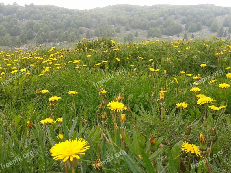 Mountain Flowers Prato Dandelion Free Photos