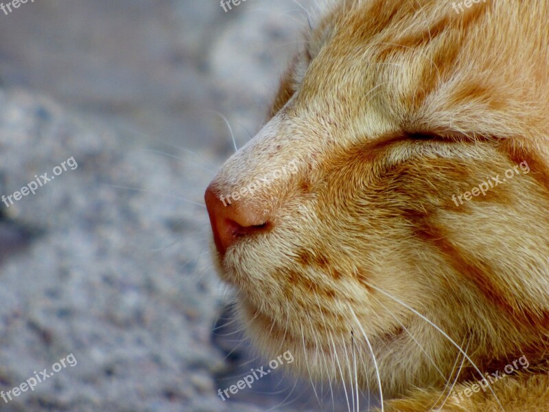 Cat Cats Animals Muzzle Whiskers