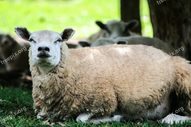 Sheep Animal Wool Free Photos