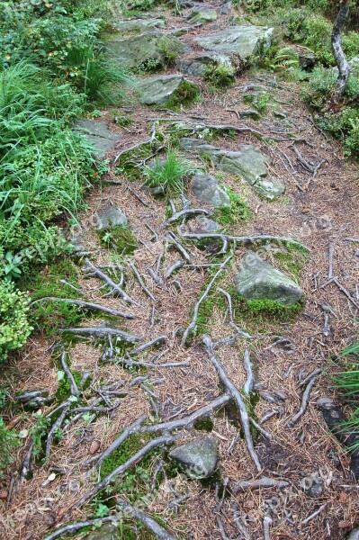 Roots Trail Landscape Forest Path