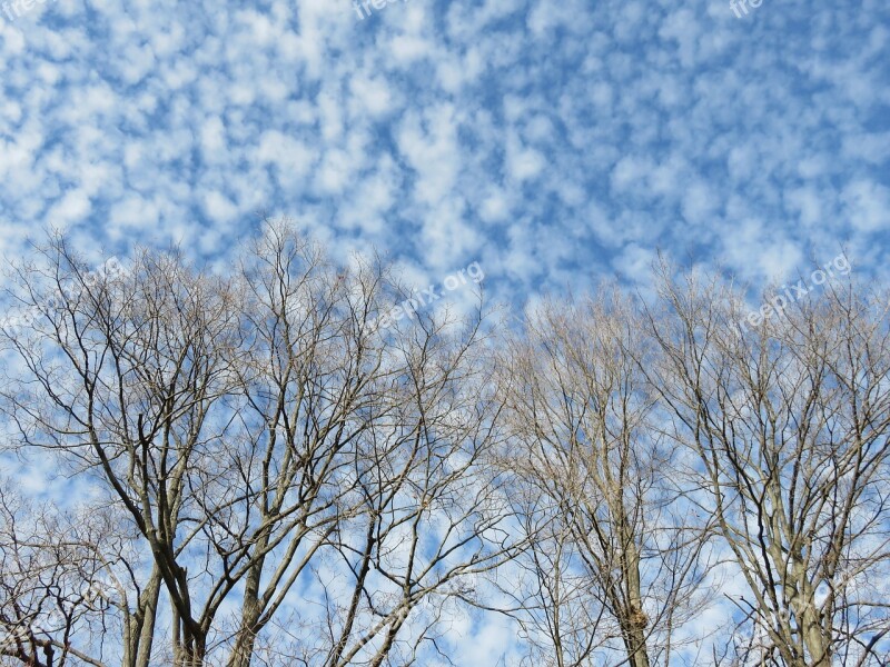 Clouds Branches Mackerel Sky Trees Winter