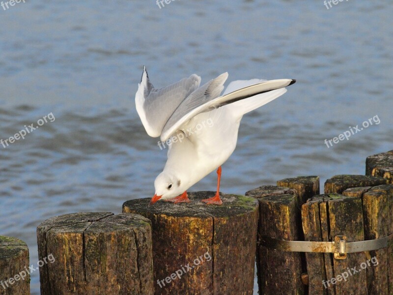 Seagull Water Bird Plumage Stretch Departure