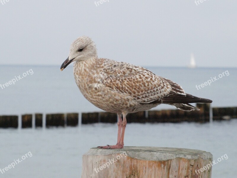 Seagull Bird Water Bird Sea Plumage