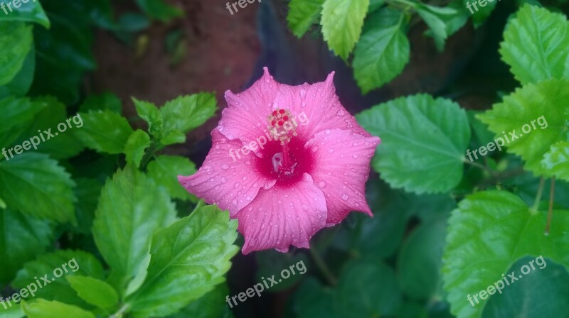 Chembarathi Hibiscus Pink Flower Green