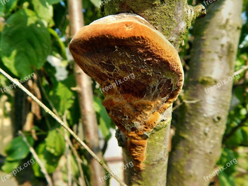 Hub The Parasite Tree Mushrooms Harmful