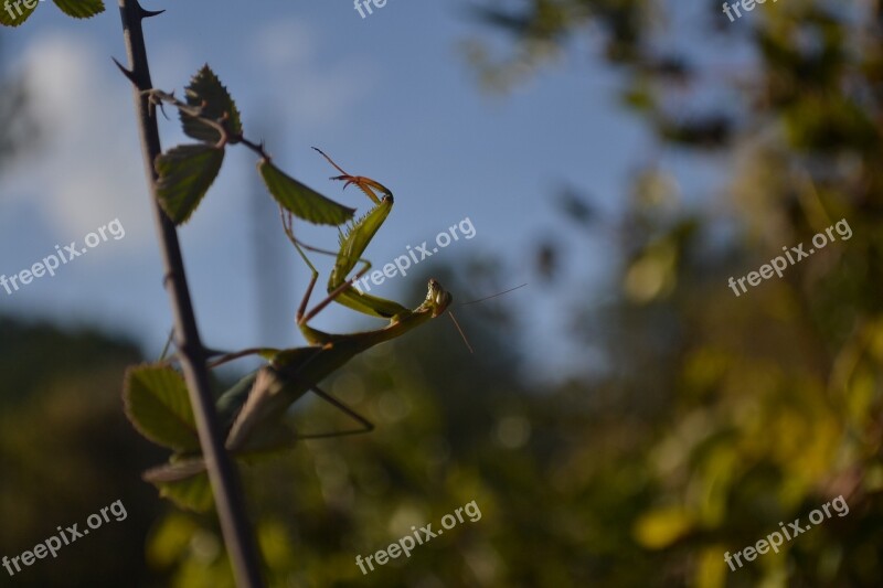 Mantis Nature Green Macro Green Field