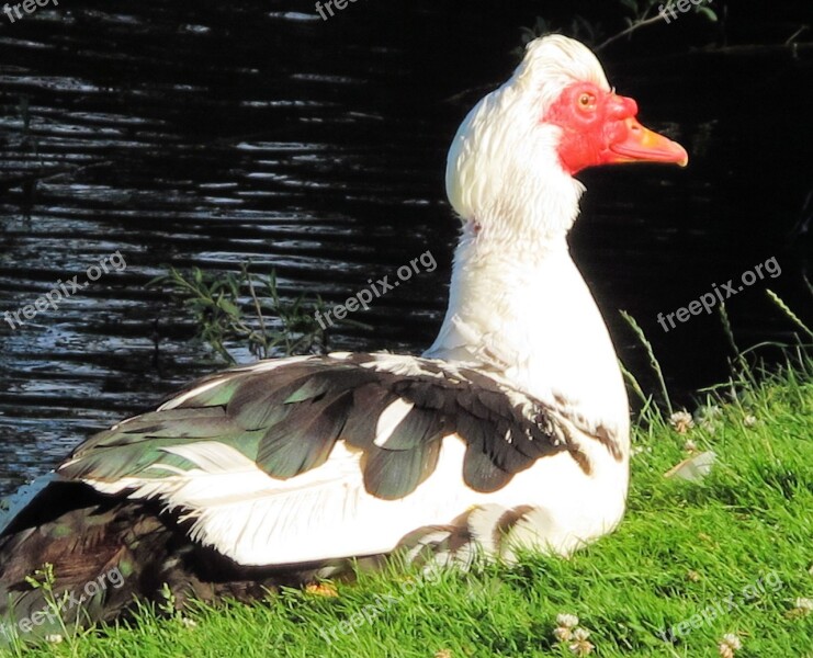 Muscovy Duck Duck Animal Free Photos