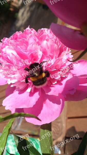 Pentecost Hummel Peony Flower Spring