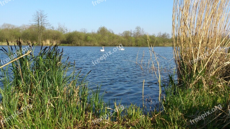 Swan Pair Swans Swan Lake Peene River