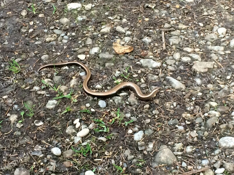 Slow Worm Forest Snake Free Photos