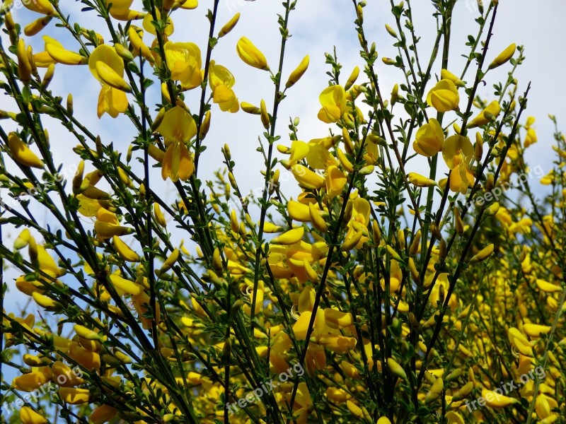 Broom Bush Gorse Bush Flowers Yellow