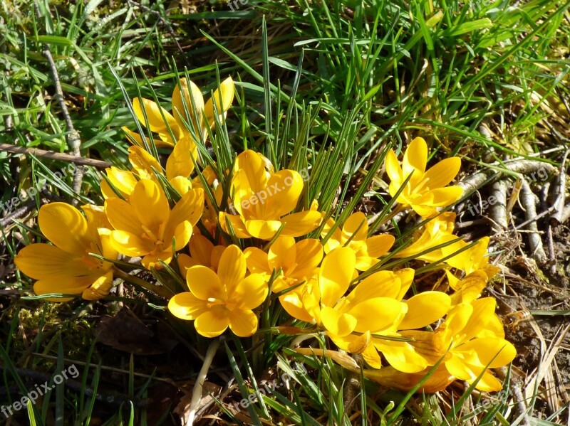 Crocuses Flowers Yellow Garden Flower