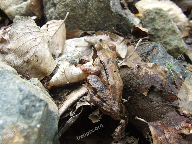 Forest Frog Avar Forest Nature Animal