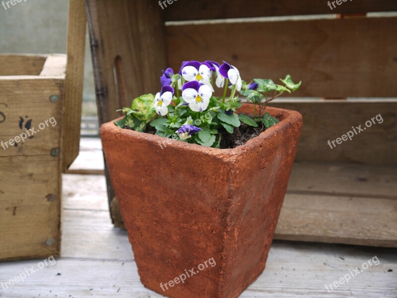 Terracotta Pot Viola Garden Flower Terracotta