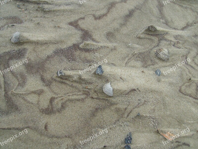 Sand Mussels Beach Nature Sand Beach