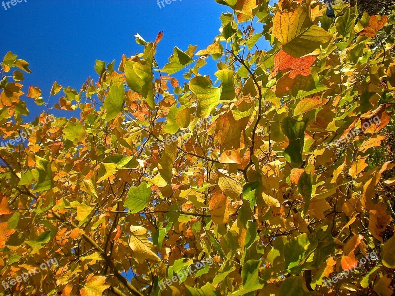 Autumn Foliage Tree Nature Orange