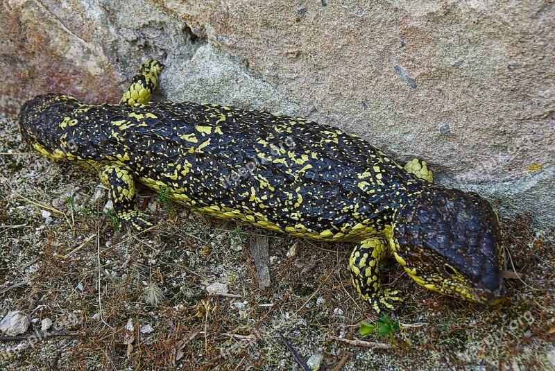 Lizard Blue Tongue Shingleback Tiliqua Rugosa Australian