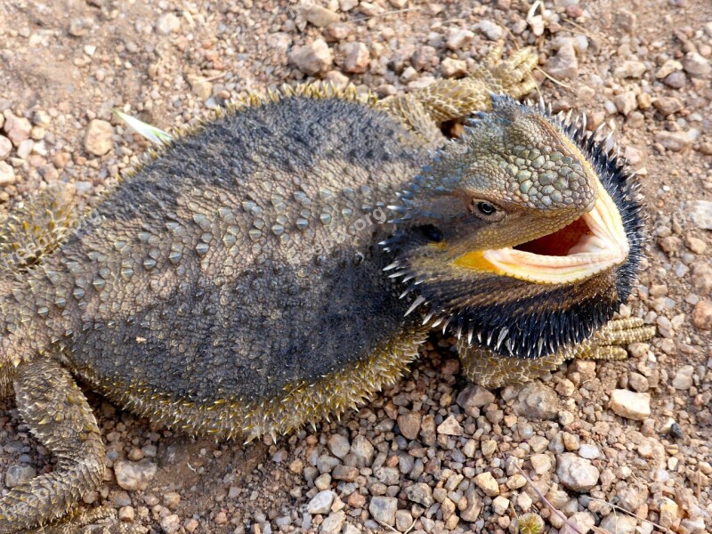 Lizard Bearded Dragon Australian Reptile Wildlife