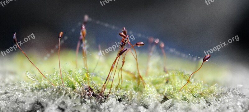 Macro Dew Drops Green Grass