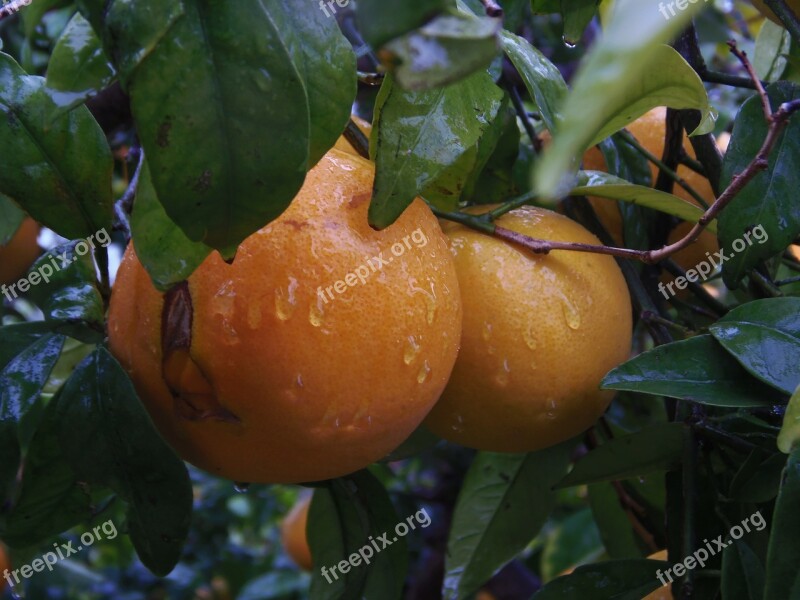 Naranjo Orange Fruit Rain Field