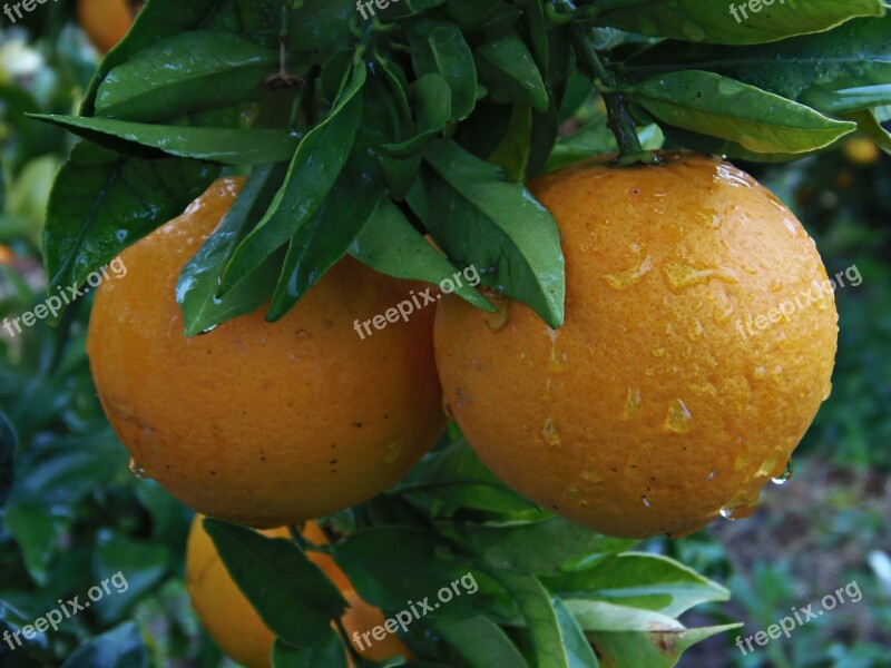 Orange Naranjo Rain Drops Of Rain Fruit