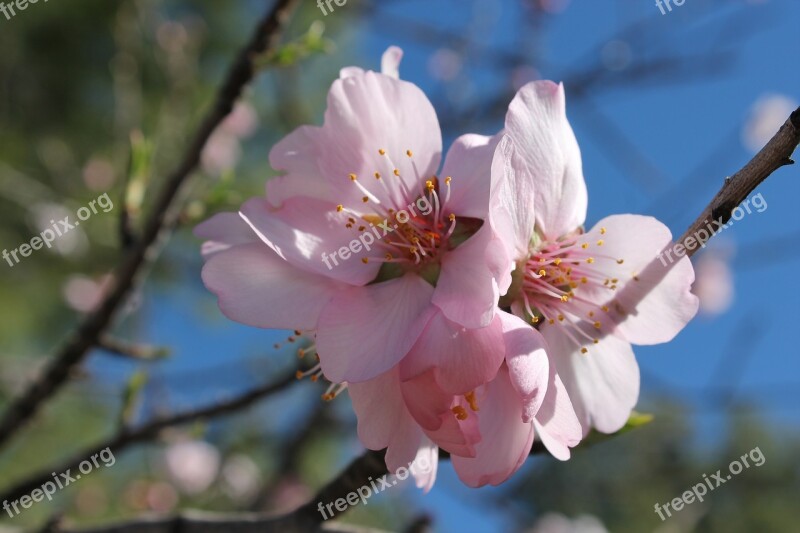 Almond Flower Flowering Pollen Insects Sky