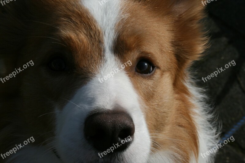 Border Collie Collie Red Dog Free Photos