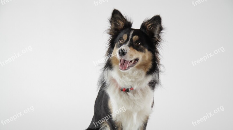 Border Collie Collie Bitch Tricolor Free Photos