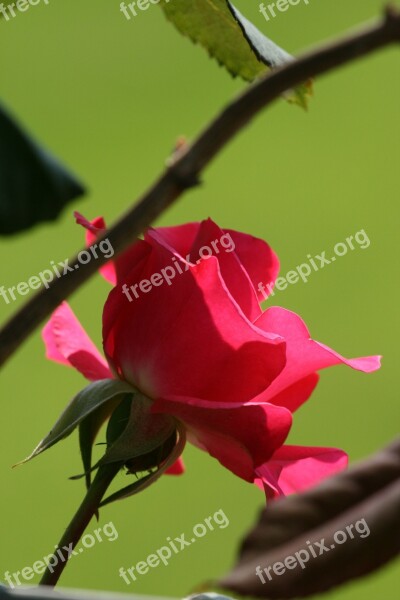 Rose Red Garden Red Rose Summer