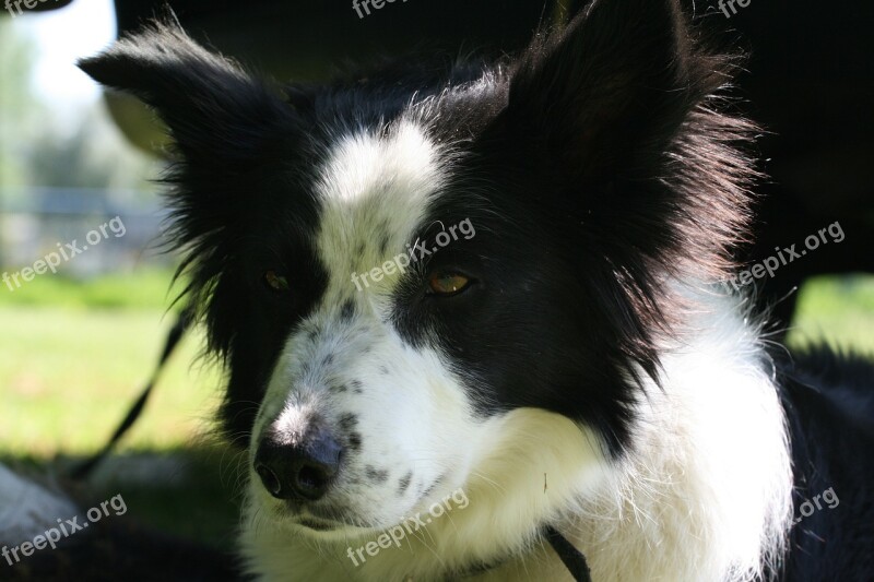 Border Collie Black White Bitch Face Free Photos