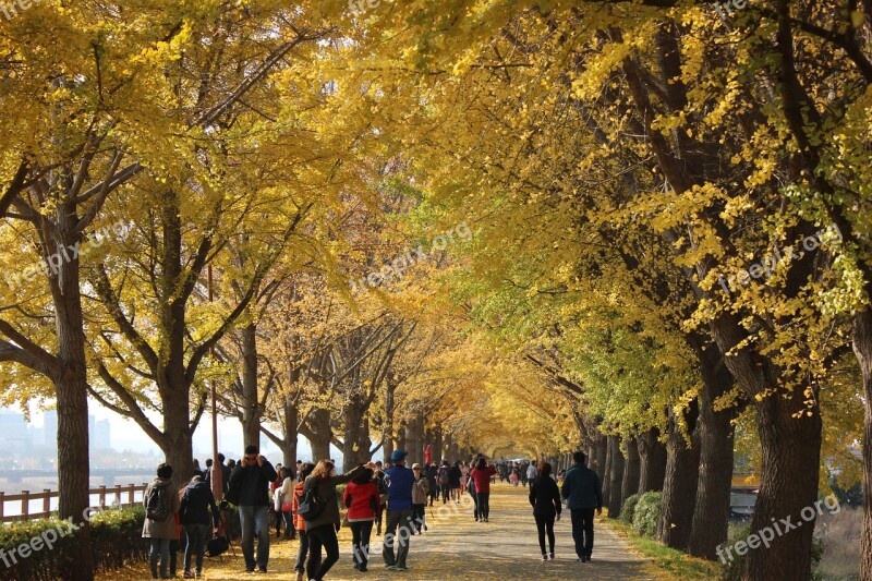 Nature Autumn Autumn Leaves Ginkgo Travel