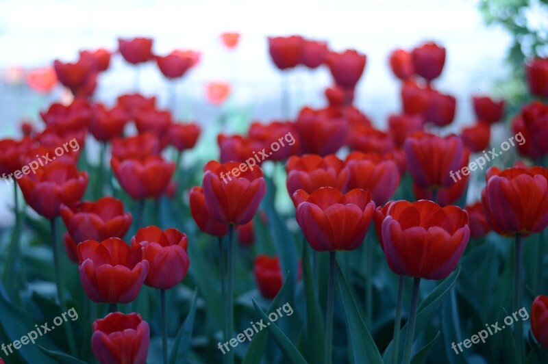 Flowers Tulip Nature Red Summer