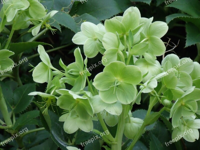 Helleborus Plant Light Green Free Photos