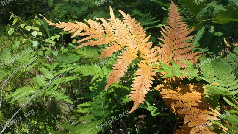 Fern Forest Nature Green Orange