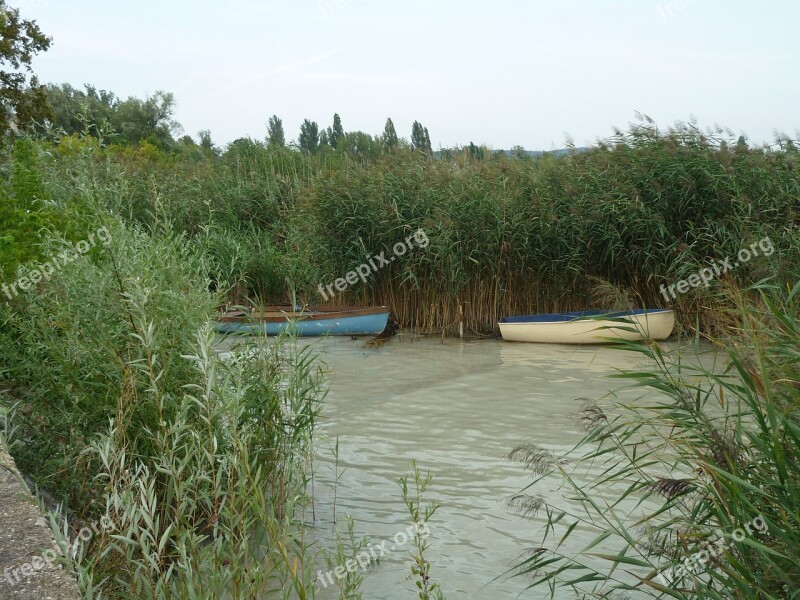 Reed Water Nature Lake Bank