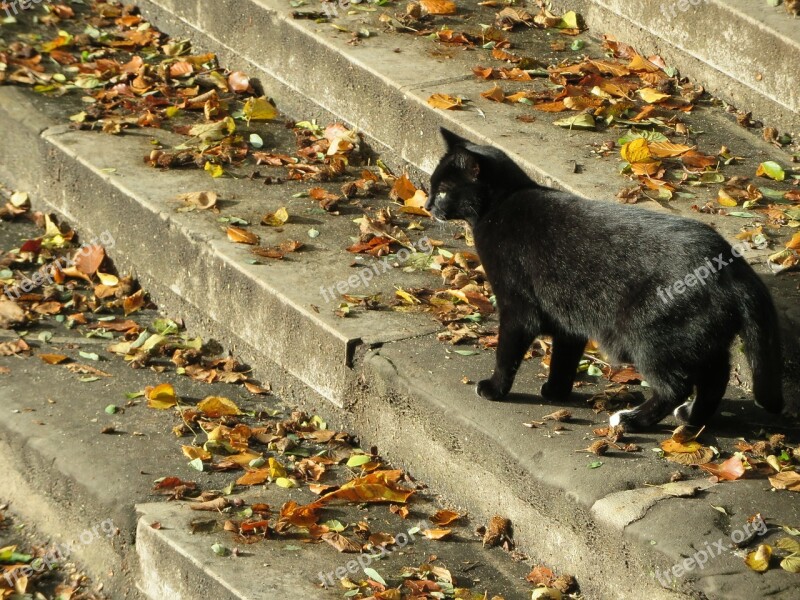 Black Cat Cat Trap Leaves Autumn